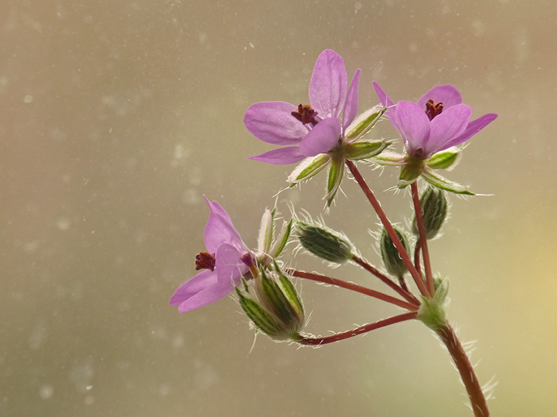 Erodium cicutarium / Becco di Gr comune